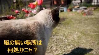 風の強い日のシャム猫ちゃんと見張りをサボる黒白猫ちゃん