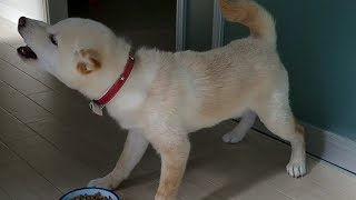 柴犬（生後５ヶ月ごろ）　ごはん中に近寄ると大激怒!