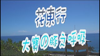 花蓮行 （下） | 遠雄海洋公園| 大寶的海豚| 大人的放電行| 親子VLOG