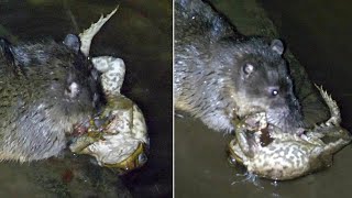 Rakali is a Vicious Australian Water Rat That Kills Poisonous Toads!  Rakali vs. toads