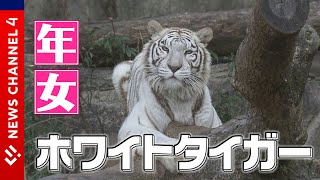 【とべ動物園】ゾウ、キリンにホワイトタイガー！寅年イチオシ動物＜NEWS CH.4＞