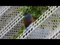 東京生き物図鑑　大岡川のイソヒヨドリ＠桜木町　番外編