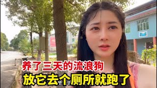 【杨美丽流浪记】路边遇到的流浪小狗，养了3天结果跑丢了，跑到山上这下该怎么找