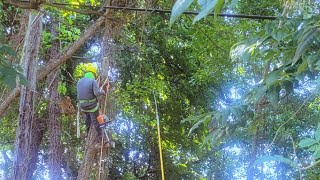 MLGW Tree Trimming