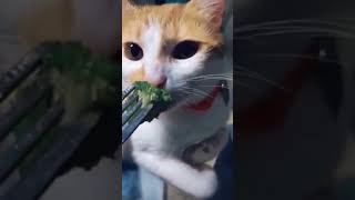 [寵萌貓咪] 不要讓我吃菜,我吐給你看  #shorts #funnycat