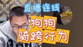 【狗狗思维训练】为什么有骑跨行为？养狗要透过表面看本质，理解狗的思维！丨随心一人养三狗