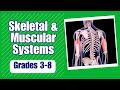 Skeletal and Muscular Systems: Learn how bone and muscles work to protect our bodies and move