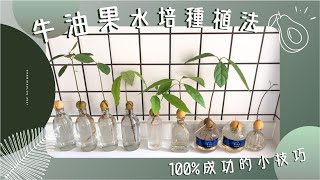 牛油果🥑酪梨 超簡單水培種植法💧｜手殘黨也能100%成功的小技巧💡｜美化家居的牛油果小盆栽🪴｜能種出牛油果樹嗎？！🧐