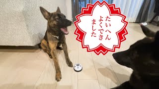 【甲斐犬'sと甲斐柴】景虎のおやつベル修行の巻