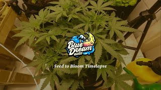 Blue Dream Automatic Timelapse Seed To Bloom