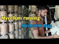 oyster mushroom mycelium running #shroomkraft#bpchaudhari#oyestermushroomfarming#mycellium#mushrooms