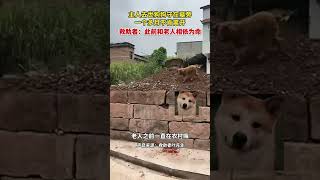 現實版忠犬八公！主人去世狗狗守在墓旁一個多月不肯離開 救助者：此前和老人相依為命#shorts