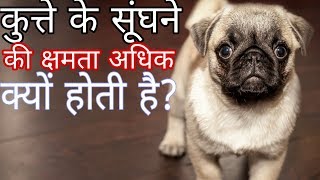 कुत्ते के सूंघने की क्षमता अधिक क्यों होती है? Why dog smile power big