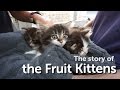 Maggot infested kittens found dumped in a box | The Mayhew Maggot infested kittens found dumped in a box | The Mayhew