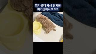 하정우도 울고갈 새끼강아지의 먹방🤦🏻‍♀️ #shorts