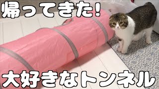 新居でもついにトンネルが開通した猫