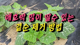 애호박 많이 달리게 하는 순치기방법 🥒애호박 곁순제거법🥒 마디호박 순치기