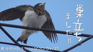 寒冷地の越冬ツバメ🐥一人っ子の雛が巣立ちました（孵化21〜22日目）2020/04/27〜28