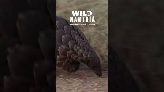 Celebrating World Pangolin Day in Namibia: Protecting a Species on the Brink