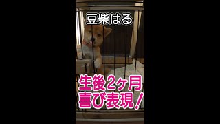 かーちゃんの帰宅をしっぽフリフリ全開で喜び表現する豆柴！豆柴犬生後約2ヵ月。 #Shorts