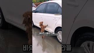 자동차 안을 들여다 보며 주인을 찾는 강아지 구조