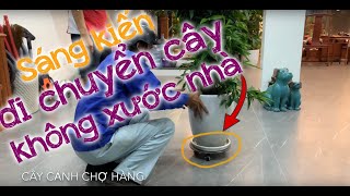 152. Sáng kiến thay đổi môi trường cho cây dễ dàng - Cây cảnh Chợ Hàng