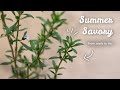 Menanam Summer Savory dari Benih | My Calm Diary Herbs