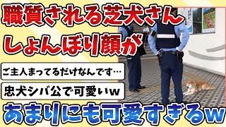 【2ch動物スレ】ご主人を待ってる『柴犬』さん、警察官に職質されてしょんぼり顔が可愛すぎてしまうｗｗｗ