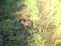 宗像の野鳥@動画　ヒクイナ幼鳥 2011 1