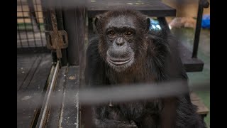 Project Chimps Recorded Conversations: No Sunlight on Porches