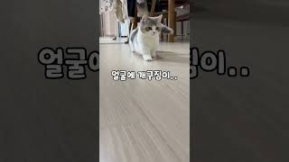 아기고양이 몽당이의 과거와 현재