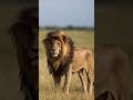 the most powerful lion ever lived youtubeshorts