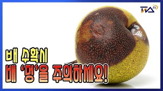 배 수확시 '멍' 들지 않게 수확해야합니다!  ㅣ 배 재배 노하우 ㅣ 배 낙과 ㅣ 배 수확시 주의점 ㅣ 아람배 ㅣ 피스티비 ㅣ 피스TV