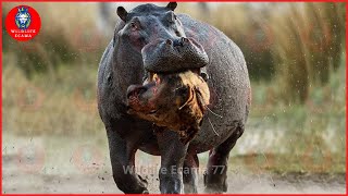 Painful Moments! Injured Lion Fights Hippo, Fails Before The Ferocious Prey | Animal Fight