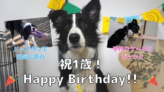 【誕生日】ドッグランではしゃぎ！豪快にケーキにかぶりつく！ボーダーコリー流お誕生日の過ごし方！【みるく祝1歳Vlog】