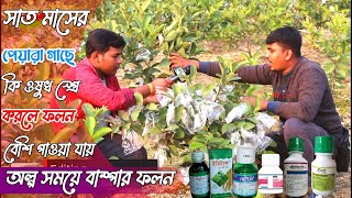 সাত মাসের পেয়ারা গাছে কিভাবে প্রচুর পরিমানের ফল কিভাবে ধরাবেন কি কি ওষুধ দিলে পিয়ারা বেশি ধরে