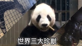 世界三大珍獣 IN上野動物園