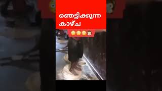 നമ്മുടെ നാട്ടിൽ നില ഉറപ്പിച്ച ബംഗാളികൾ | #Shorts