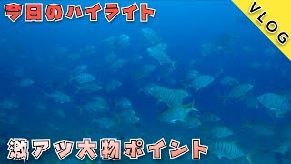 【石垣島ダイビングVlog】名蔵湾の大物ポイント！すごかった〜