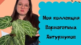 Моя коллекция вариегатных антуриумов