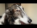 how to con your borzoi into taking a bath