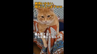 猫も慌てて物を隠すとこんな事になるんです #short #YouTubeshort