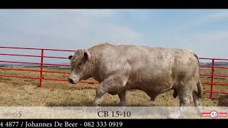 Louwcoe Charolais Pre-Auction Video