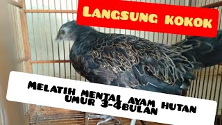 Cara ampuh menglatih ayam hutan hijau mental bagus dan cepet kokok usia 4 bulan di jamin top.