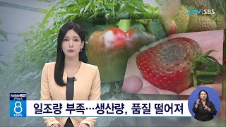 일조량 부족 ...  생산량, 품질 떨어져