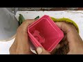 how to grow dahlia flower dahlia propagation from cuttings how to grow dahlia from cutting