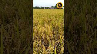 இது இல்லனா பொங்கல்.. சோறு.. எதுவுமே இல்ல#sampanathu #swarnalatha #rice |Vayal | Seval Muttai