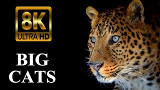 Big Cats 8k Ultra Hd – Tiger Lion Cheetah Leopard Jaguar Lynx