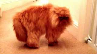 Angry Persian Cat miaowing and hissing - Reuben talking to Cosmo