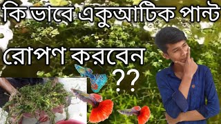 কি ভাবে একুআটিক পান্ট রোপন লাগাবেন// How to plant Aquatic Punt